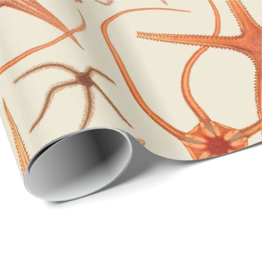 Illustratie stervis cadeaupapier (Rol Hoek)