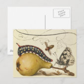 Illustratie ter illustratie van de insekte van vli briefkaart (Voorkant / Achterkant)