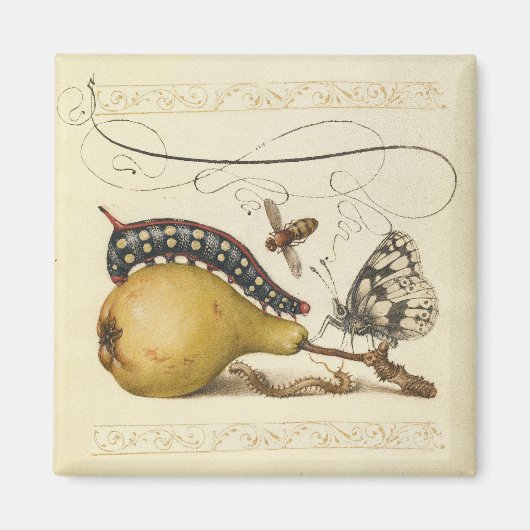 Illustratie ter illustratie van de insekte van vli magneet (Voorkant)