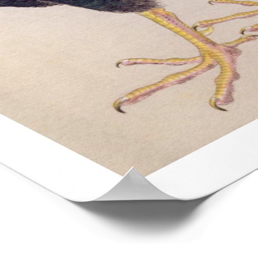  illustratie: Tomaru Poster (Hoek)