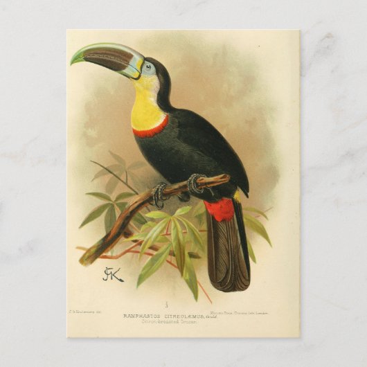 Illustratie toucan briefkaart (Voorkant)