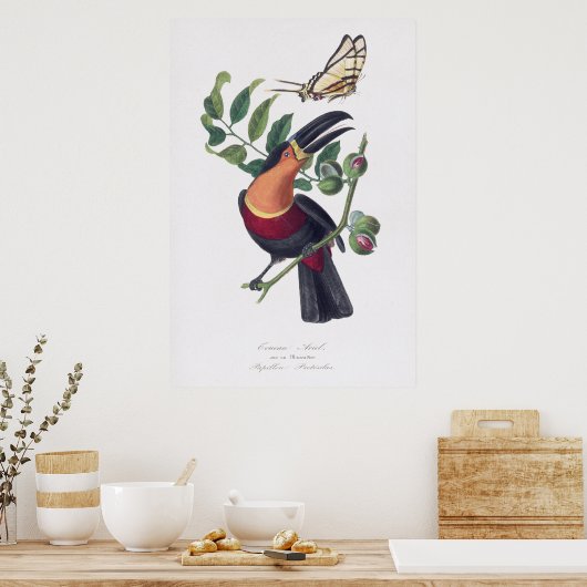  illustratie Toucan vogelmuurkunst Poster (Keuken)