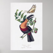 illustratie Toucan vogelmuurkunst Poster (Voorkant)