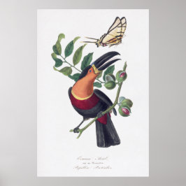  illustratie Toucan vogelmuurkunst Poster