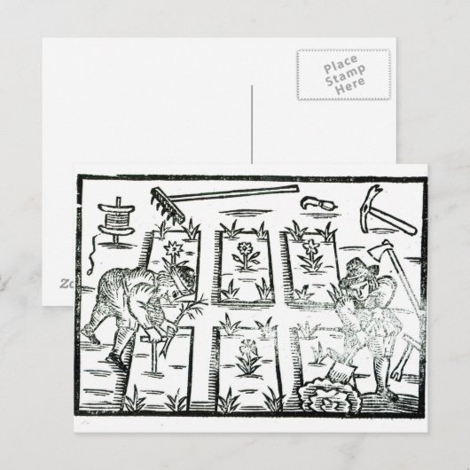 Illustratie uit een boek over tuinbouw briefkaart (Voorkant / Achterkant)