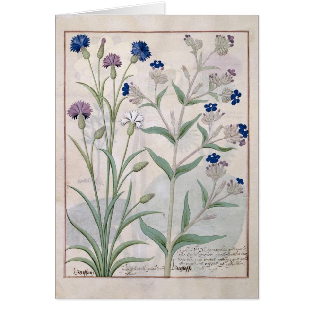 Illustratie uit het "Boek van eenvoudige geneesmid (Voorkant)