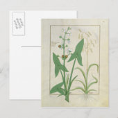 Illustratie uit het "Boek van eenvoudige geneesmid Briefkaart (Voorkant / Achterkant)