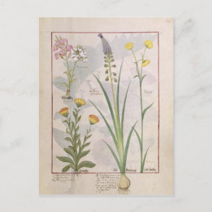Illustratie uit het "Boek van eenvoudige geneesmid Briefkaart