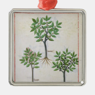 Illustratie uit het "Boek van eenvoudige geneesmid Metalen Ornament
