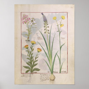 Illustratie uit het "Boek van eenvoudige geneesmid Poster