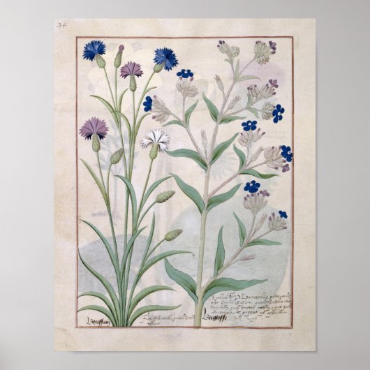 Illustratie uit het "Boek van eenvoudige geneesmid Poster (Voorkant)