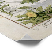 Illustratie uit het "Boek van eenvoudige geneesmid Poster (Hoek)