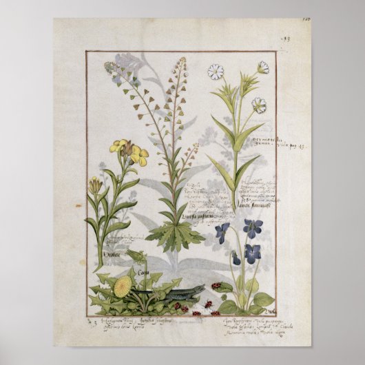 Illustratie uit het "Boek van eenvoudige geneesmid Poster (Voorkant)