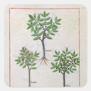 Illustratie uit het "Boek van eenvoudige geneesmid Vierkante Sticker