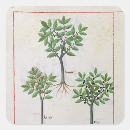 Illustratie uit het "Boek van eenvoudige geneesmid Vierkante Sticker (Voorkant)