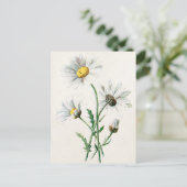  illustratie van 1902 dagen oude wilde bloem briefkaart (Staand voorkant)