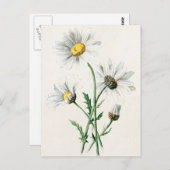  illustratie van 1902 dagen oude wilde bloem briefkaart (Voorkant / Achterkant)