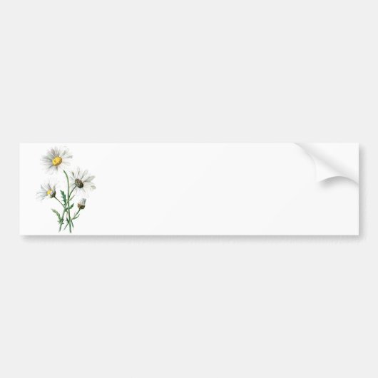  illustratie van 1902 dagen oude wilde bloem bumpersticker (Voorkant)