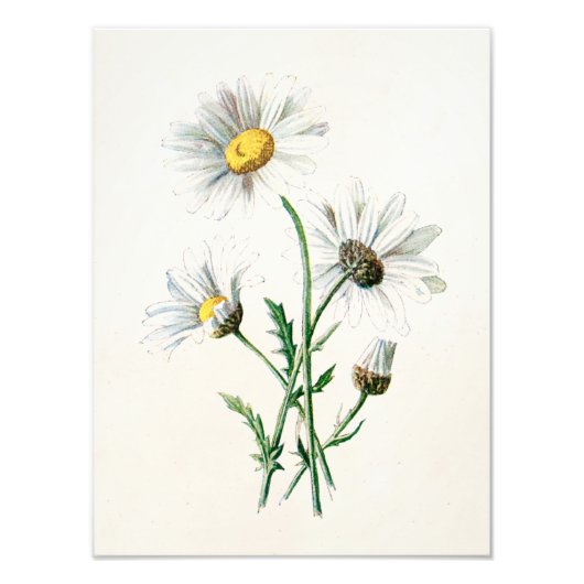  illustratie van 1902 dagen oude wilde bloem foto afdruk (Voorkant)