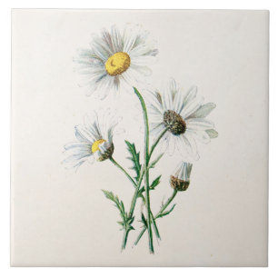 illustratie van 1902 dagen oude wilde bloem tegeltje
