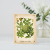  illustratie van Agathis dammara Briefkaart (Staand voorkant)