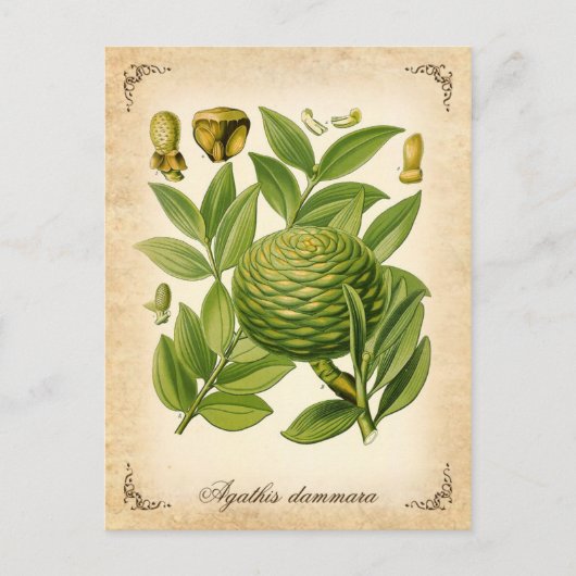  illustratie van Agathis dammara Briefkaart (Voorkant)