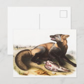 Illustratie van American Cross Fox (Canis vulpes) Briefkaart (Voorkant / Achterkant)