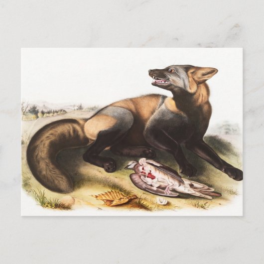 Illustratie van American Cross Fox (Canis vulpes) Briefkaart (Voorkant)