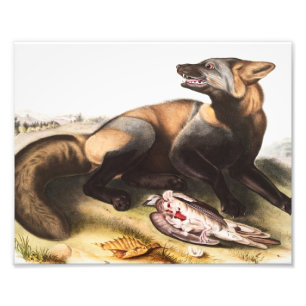 Illustratie van American Cross Fox (Canis vulpes) Foto Afdruk