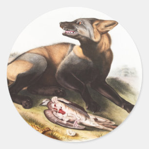 Illustratie van American Cross Fox (Canis vulpes) Ronde Sticker