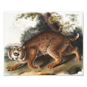 Illustratie van Amerikaanse wilde kat (Lynx rufus) Foto Afdruk