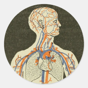 Illustratie van  anatomie-veinen en -aders ronde sticker