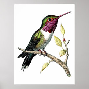 Illustratie van Anna's Kolibrie in vintage stijl Poster