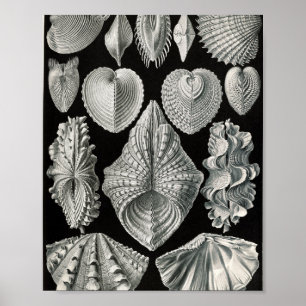 Illustratie van antieke tweekleppige schelpen poster