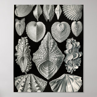 Illustratie van antieke tweekleppige schelpen poster