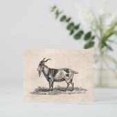 Illustratie van binnenlandse geiten - geiten van briefkaart (Staand voorkant)