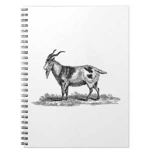 Illustratie van  binnenlandse geiten - geiten van  notitieboek