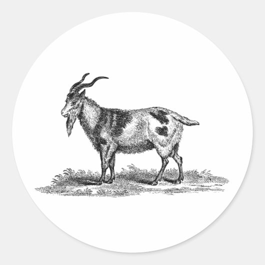Illustratie van  binnenlandse geiten - geiten van  ronde sticker (Voorkant)