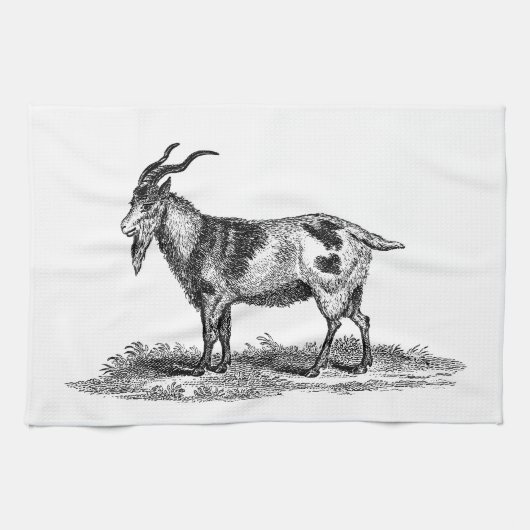 Illustratie van  binnenlandse geiten - geiten van  theedoek (Horizontaal)