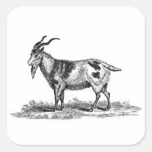Illustratie van  binnenlandse geiten - geiten van  vierkante sticker
