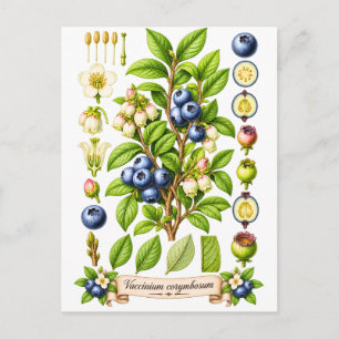 Illustratie van blauwe bes in vintage botanische s briefkaart