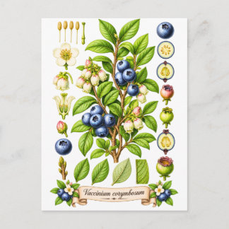 Illustratie van blauwe bes in vintage botanische s briefkaart