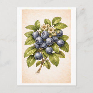 Illustratie van bosbessen in vintage botanische st briefkaart