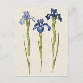 illustratie van botanische blauwe iris briefkaart