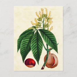  illustratie van botanische Buck Eye Tree Briefkaart