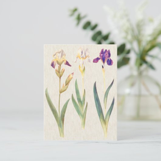  illustratie van botanische iris briefkaart (Staand voorkant)