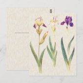  illustratie van botanische iris briefkaart (Voorkant / Achterkant)