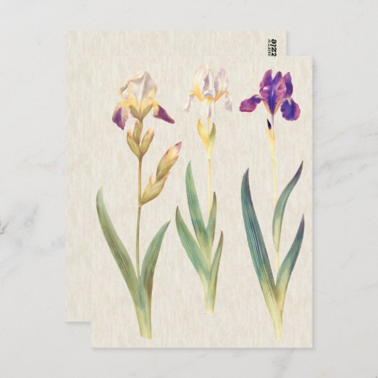 illustratie van botanische iris briefkaart (Voorkant / Achterkant)