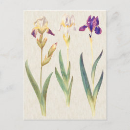 illustratie van botanische iris briefkaart