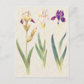  illustratie van botanische iris briefkaart (Voorkant)